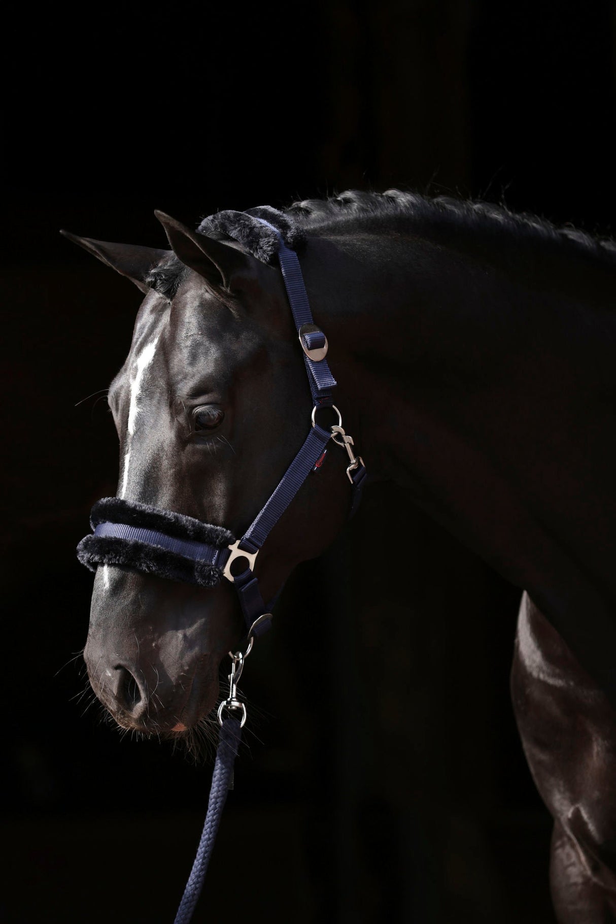 Kerbl Halfter ClassicSoft navy, Gr. Shetty 3224750