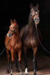 Kerbl Halfter TopLine, black, Pony 3224615