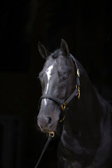 Kerbl Halfter TopLine, black, Pony 3224615