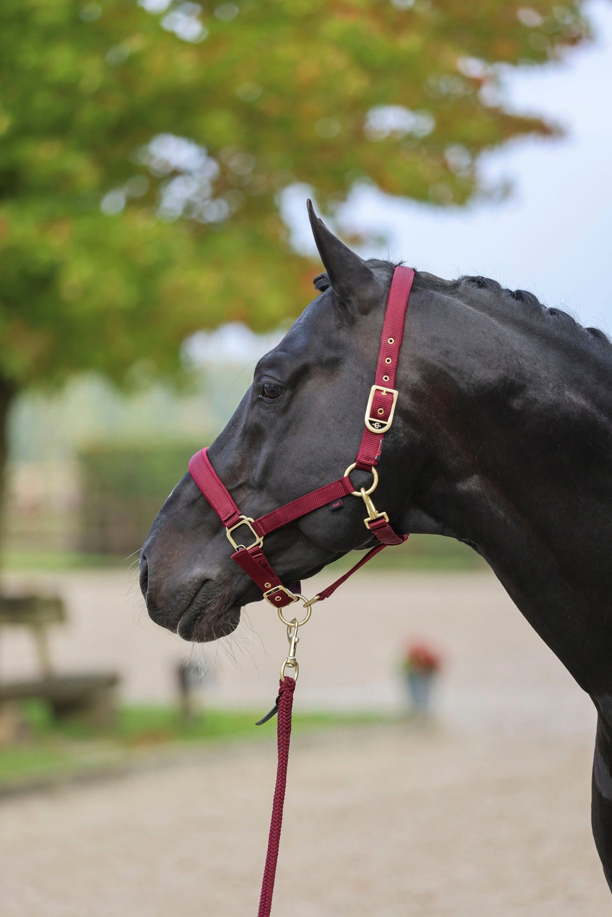 Kerbl Halfter Classy, merlot Gr. Shetty 3224737