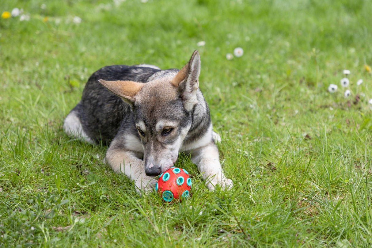 Kerbl Artikel 80985 im Online Shop kaufen