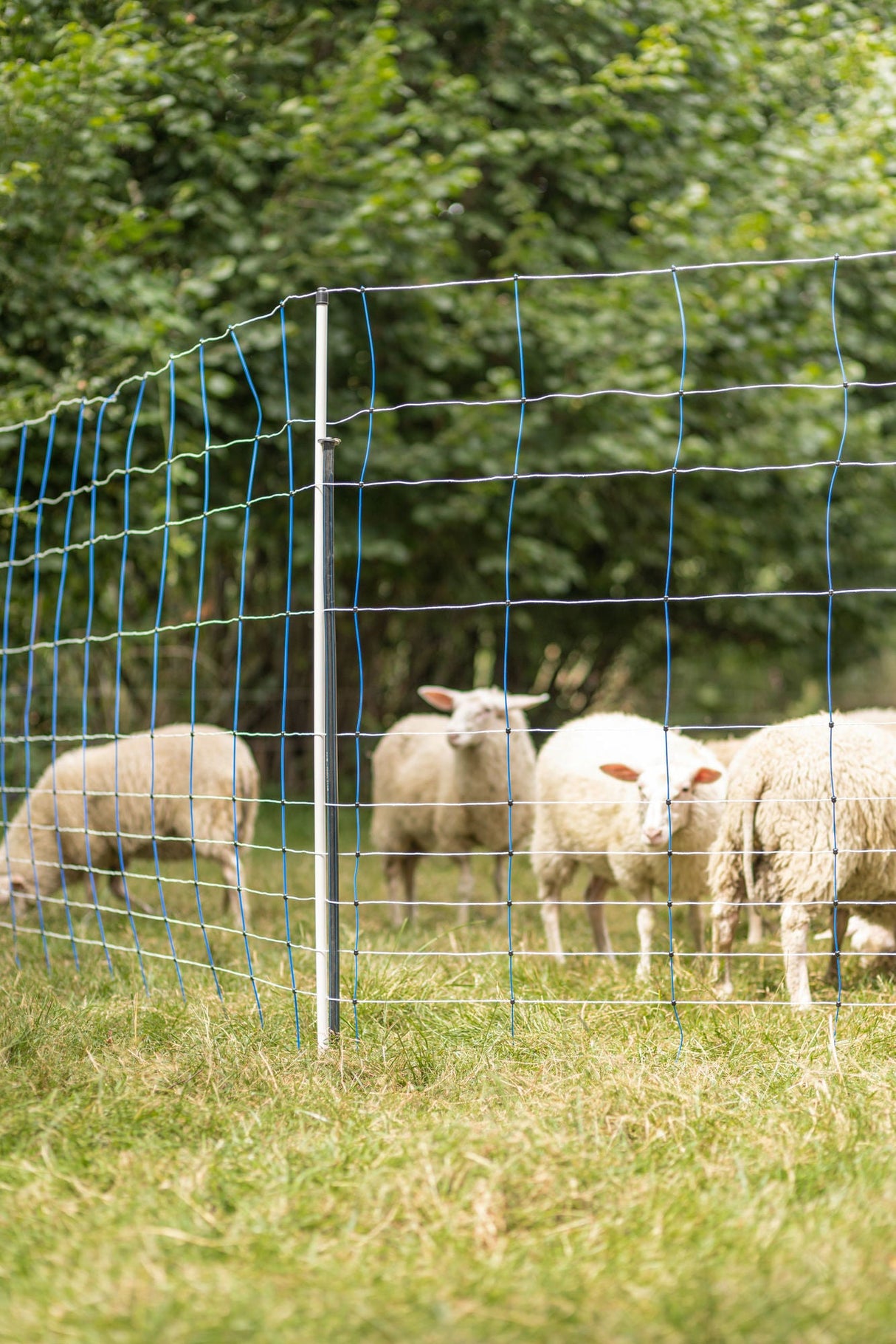 Kerbl Unterstützungspfahl für Weide- netze, 145cm, Ø14mm,verzinkt 1 Stück 27350