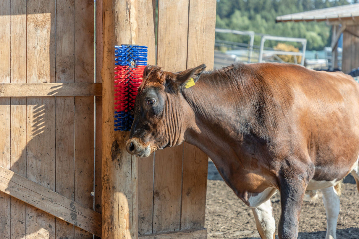 Kerbl Halbrunde Kratzbürste für Rinder und Pferde - 293100