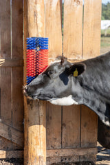 Kerbl Halbrunde Kratzbürste für Rinder und Pferde - 293100