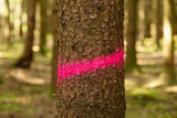 Kerbl Markierungsspray Forst Neon neonpink, 500ml - 291403
