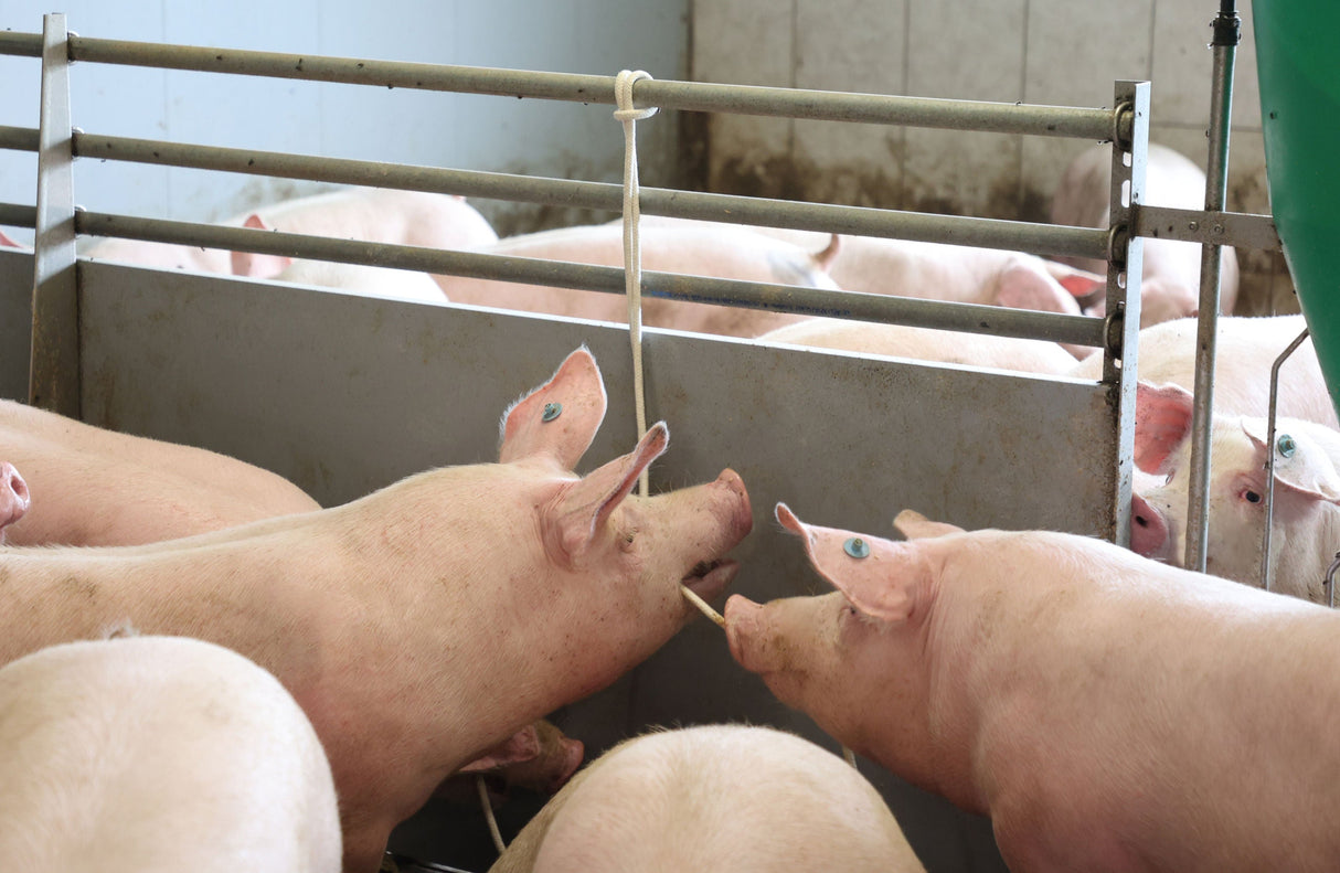 Kerbl Artikel 22682 im Online Shop kaufen