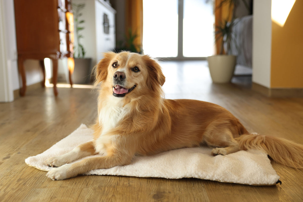 Kerbl Artikel 80376 im Online Shop kaufen