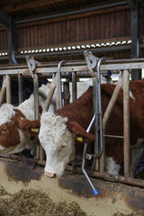 Kerbl Artikel 2164 im Online Shop kaufen