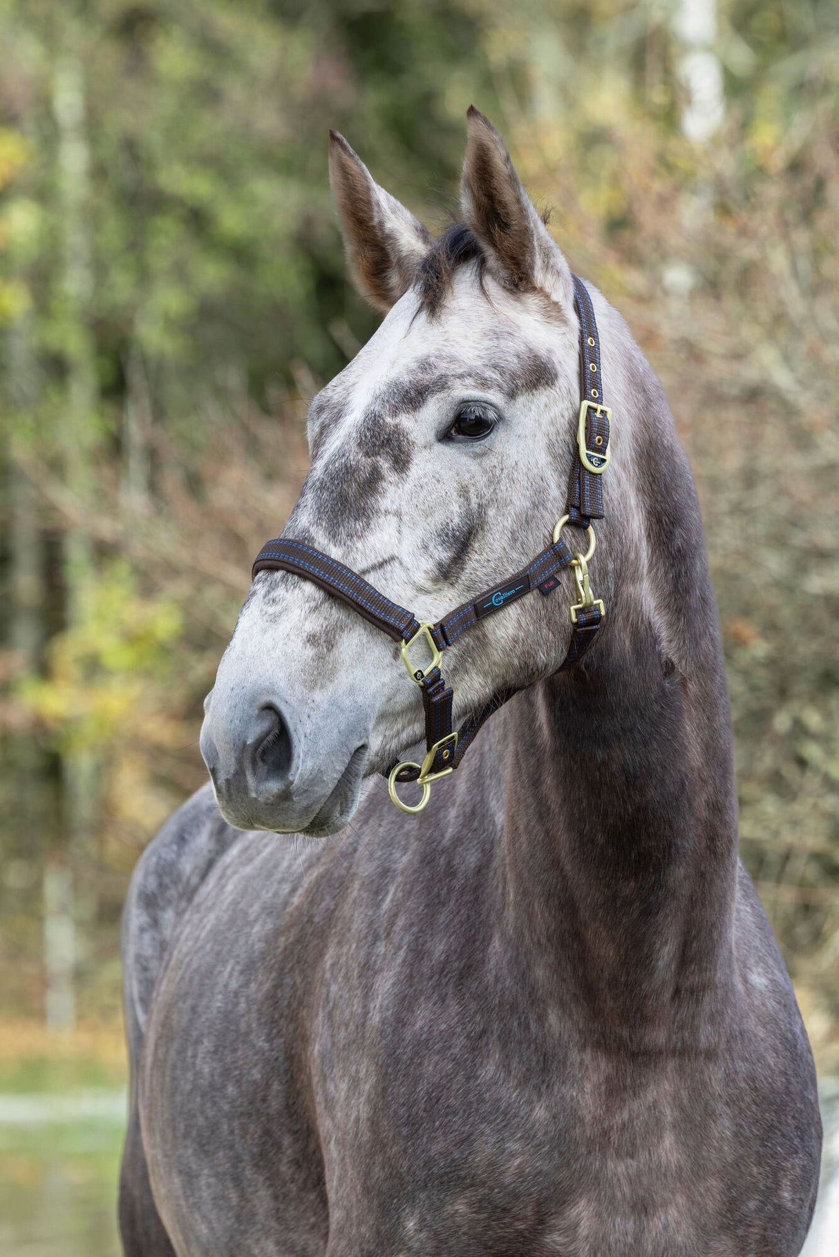 Kerbl Pferdehalfter Royal braun/hellblau, Foal - 3228183