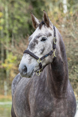 Kerbl Pferdehalfter Royal braun/hellblau, Foal - 3228183