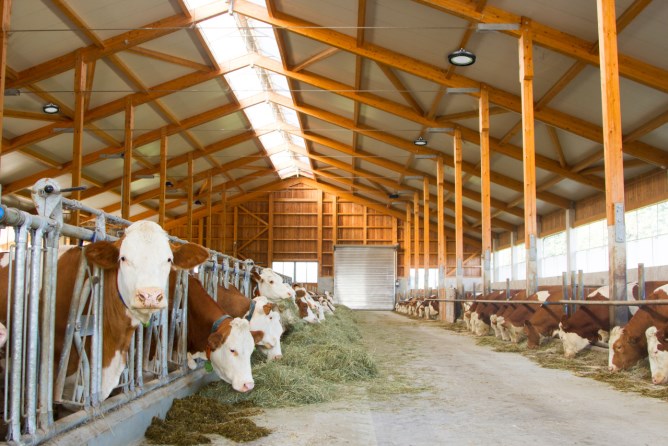 Kerbl LED Hallenstrahler 200W nicht dimmbar, Modell 2019 1 Stück 345825