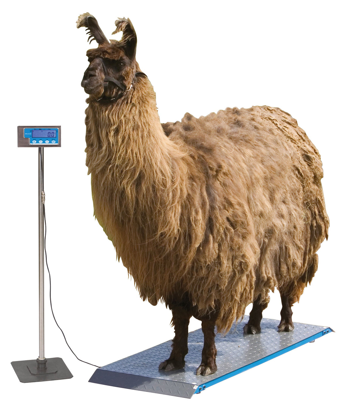 Kerbl Ständer für Display PS1000/PS2000/PS3000 291314