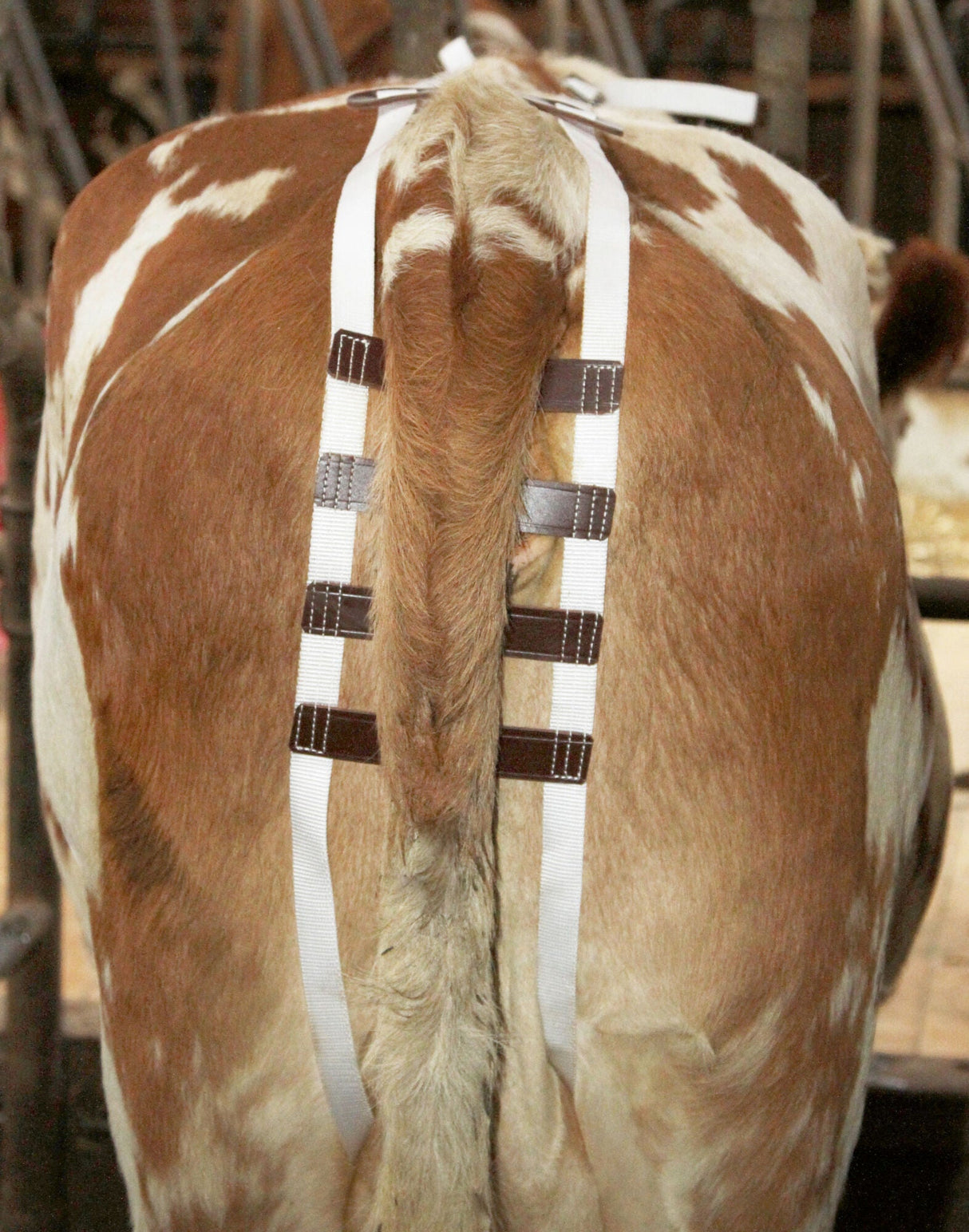 Kerbl Vorfallbandage Nylongurte Kuh 1031