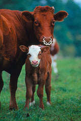 Kerbl Viehsaugentw. Müller klein 1316 6 Stück