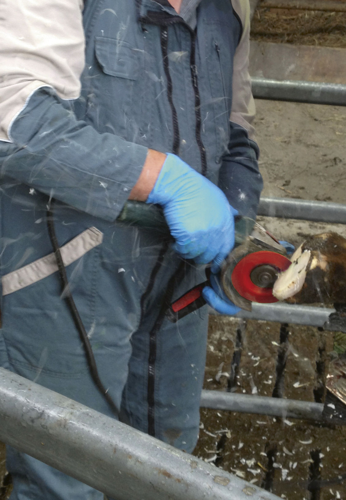 Kerbl Klauenschneidscheibe P6 105 mm, 6 Schneiden 16358