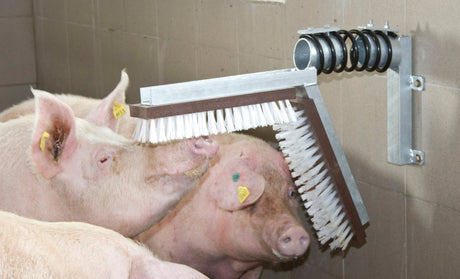 Kerbl Schweine Kratzbürste 22170