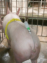 Kerbl Schweinebesamungsbügel A.I. Buddy, incl. Metallstange 22619