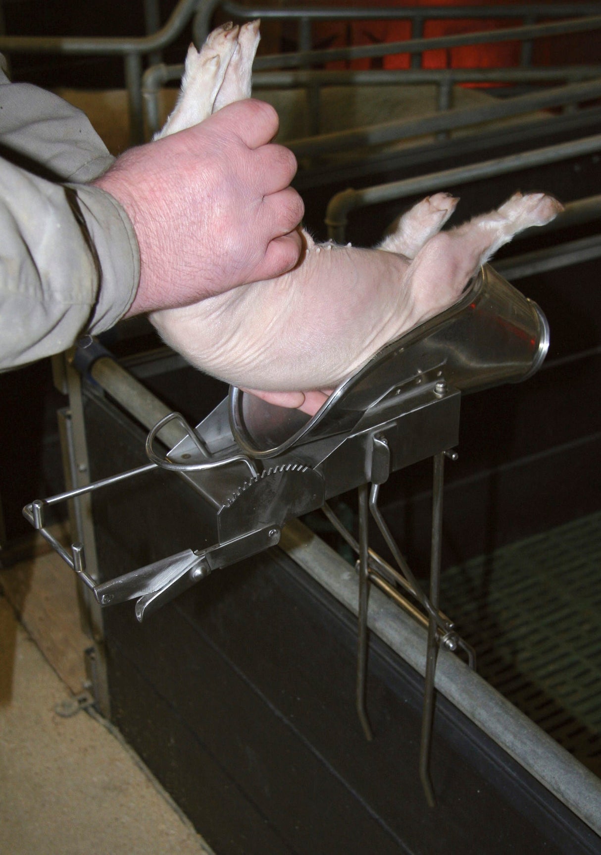 Kerbl Kastrationsgerät für Ferkel 2-9 Tage, Edelstahl, o. Halter 22818