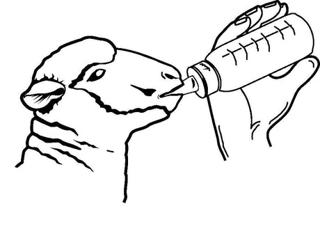 Kerbl Plexiglas-Flasche ANTI-VAC 278