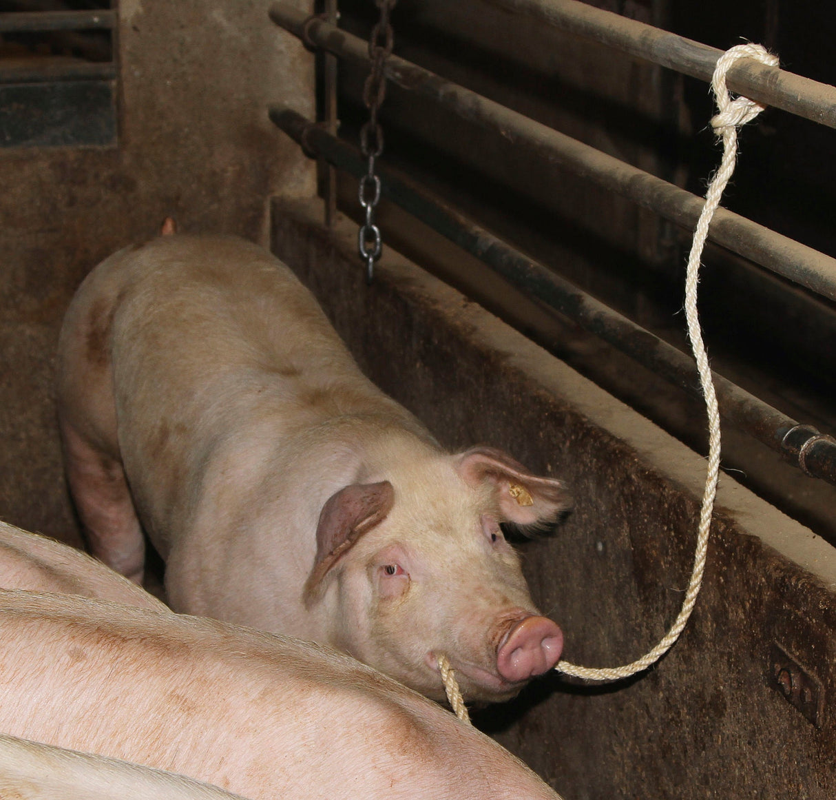 Kerbl Viehtransportstrick 3,2 m/12 mm, Sisal, mit kleiner Schlauf 29535 10 Stück