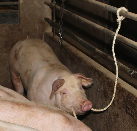 Kerbl Viehtransportstrick 3,2 m/12 mm, Sisal, mit kleiner Schlauf 29535 10 Stück