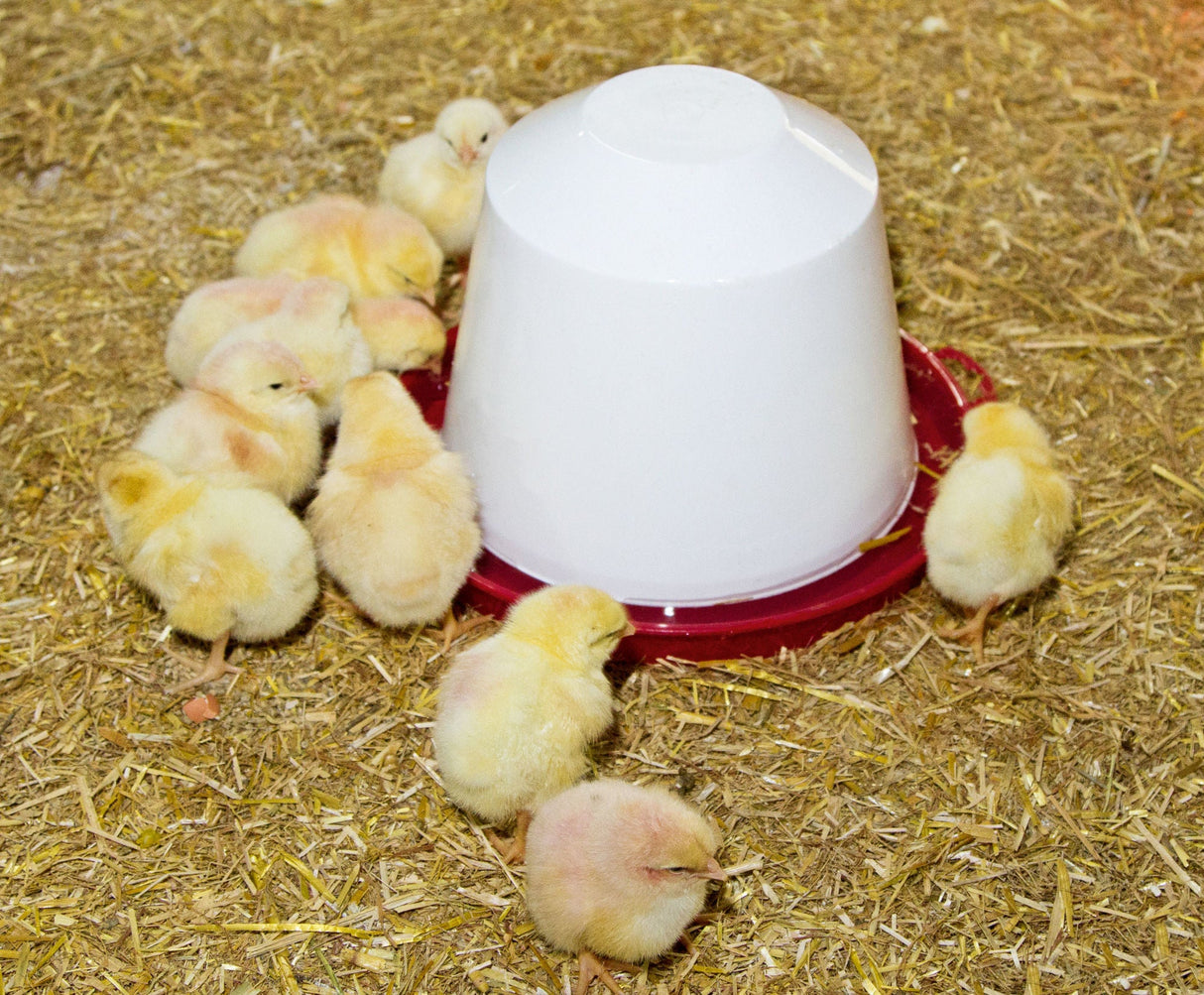 Novital Kunststoff-Tränke, 3,5 l für Küken und Hühner 70203