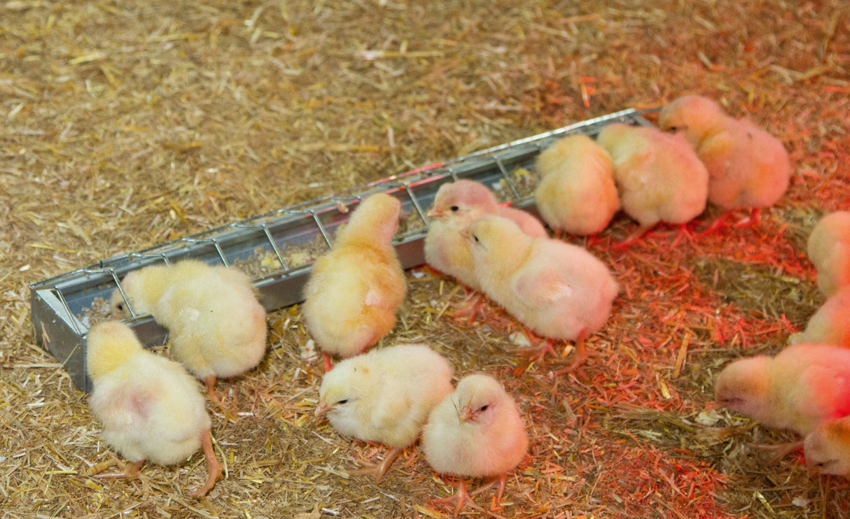 Kerbl Kükentrog verzinkt, 50 cm 71202