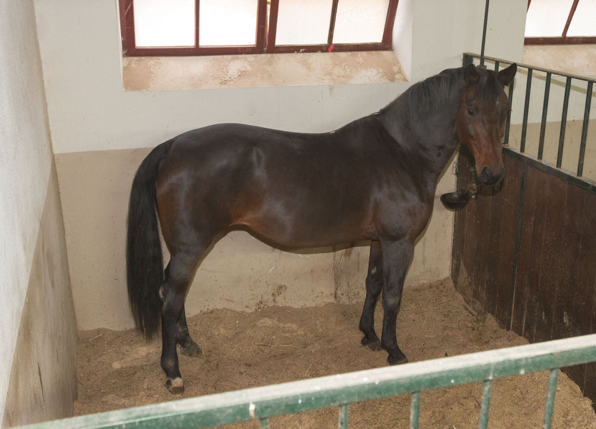 Kerbl IPCam 2.0/HD 10810