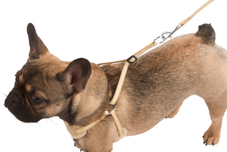 Kerbl Artikel 81086 im Online Shop kaufen