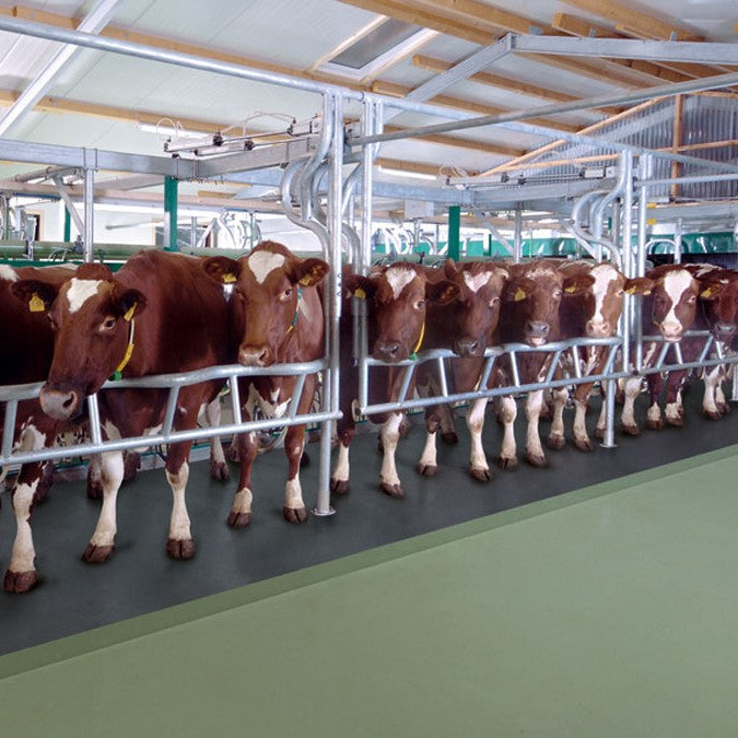 Herringbone milking parlor EuroClass 800/850/800 RE