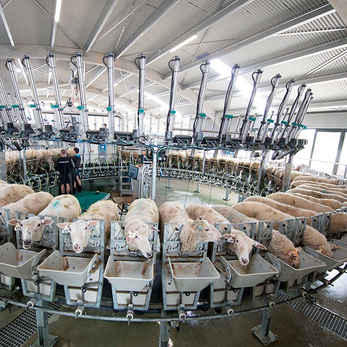 Indoor milking carousel for goats and sheep