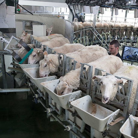 Carrousel de traite intérieur pour chèvres et brebis