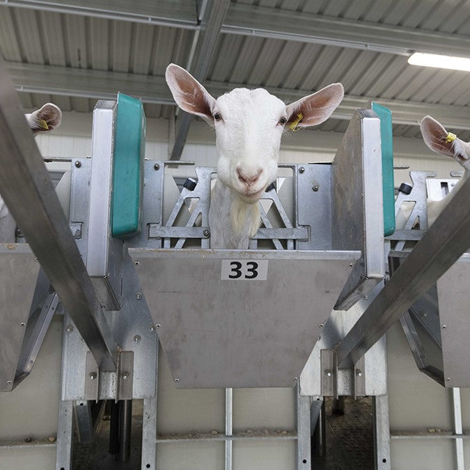 Outdoor milking carousel for goats 