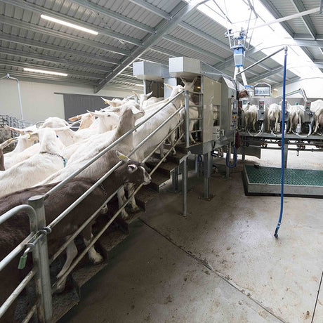 Outdoor milking carousel for goats 
