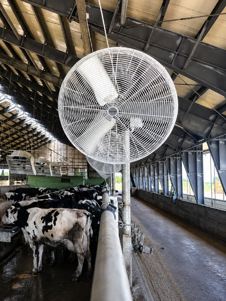 Royal de Boer Korbventilator 36"