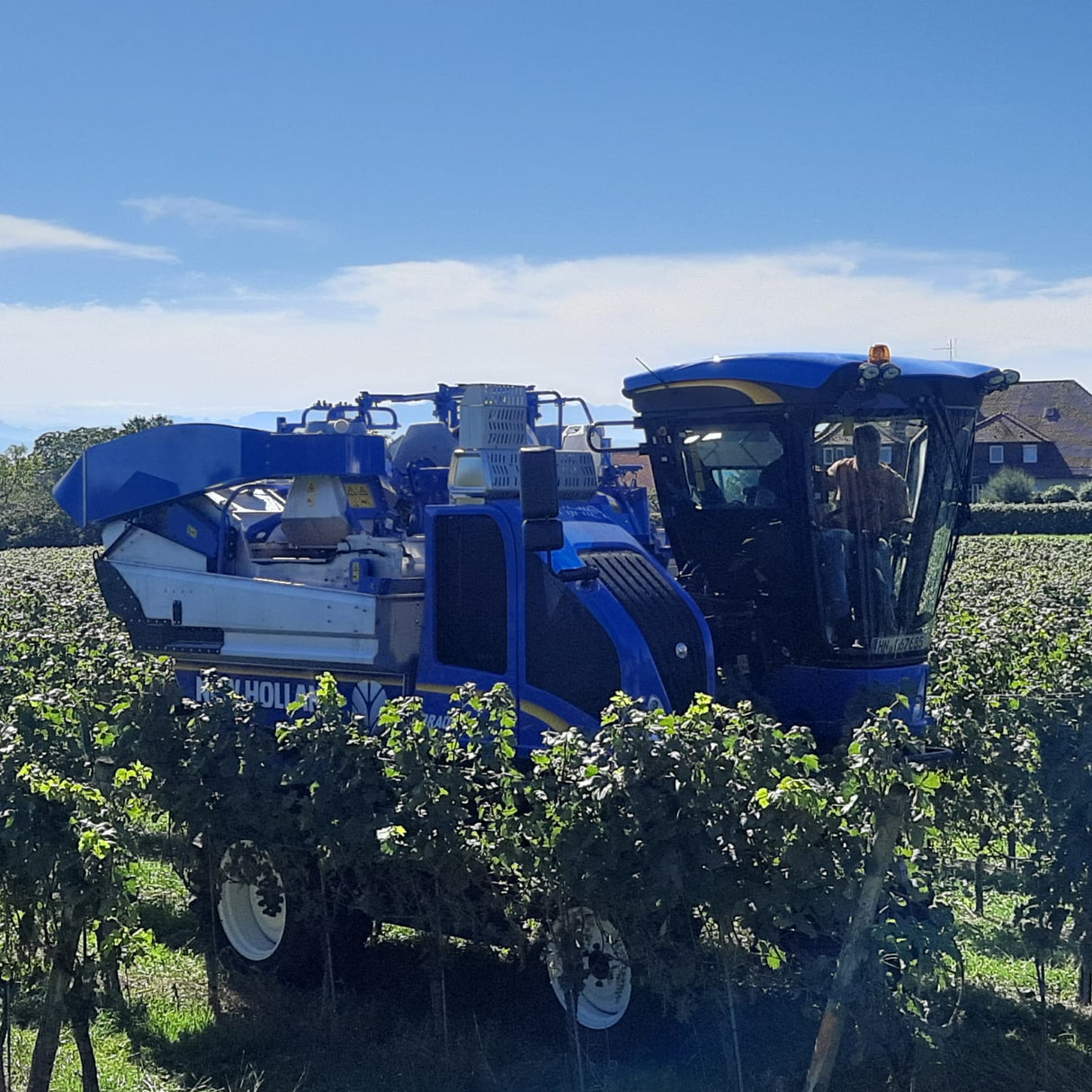 New Holland BRAUD Traubenvollernter