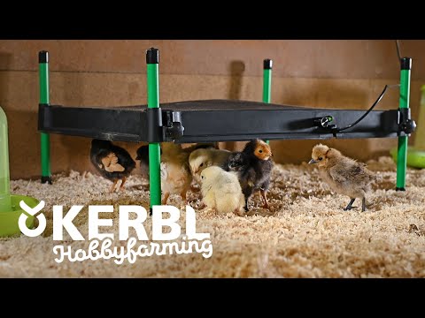 Kerbl Wärmeplatte für Küken CosyHeat, 30x30 cm 24 V, integr. Thermostat - 70420